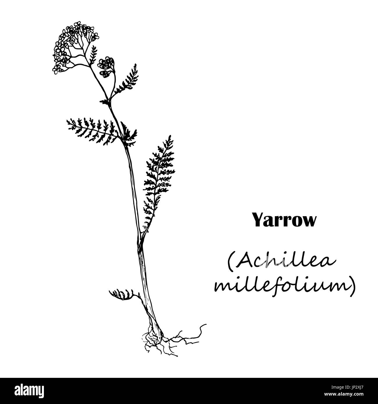 Achillea millefolium  Yarrow. Hand drawn sketch botanical illustration.  Medical herbs Stock Vector