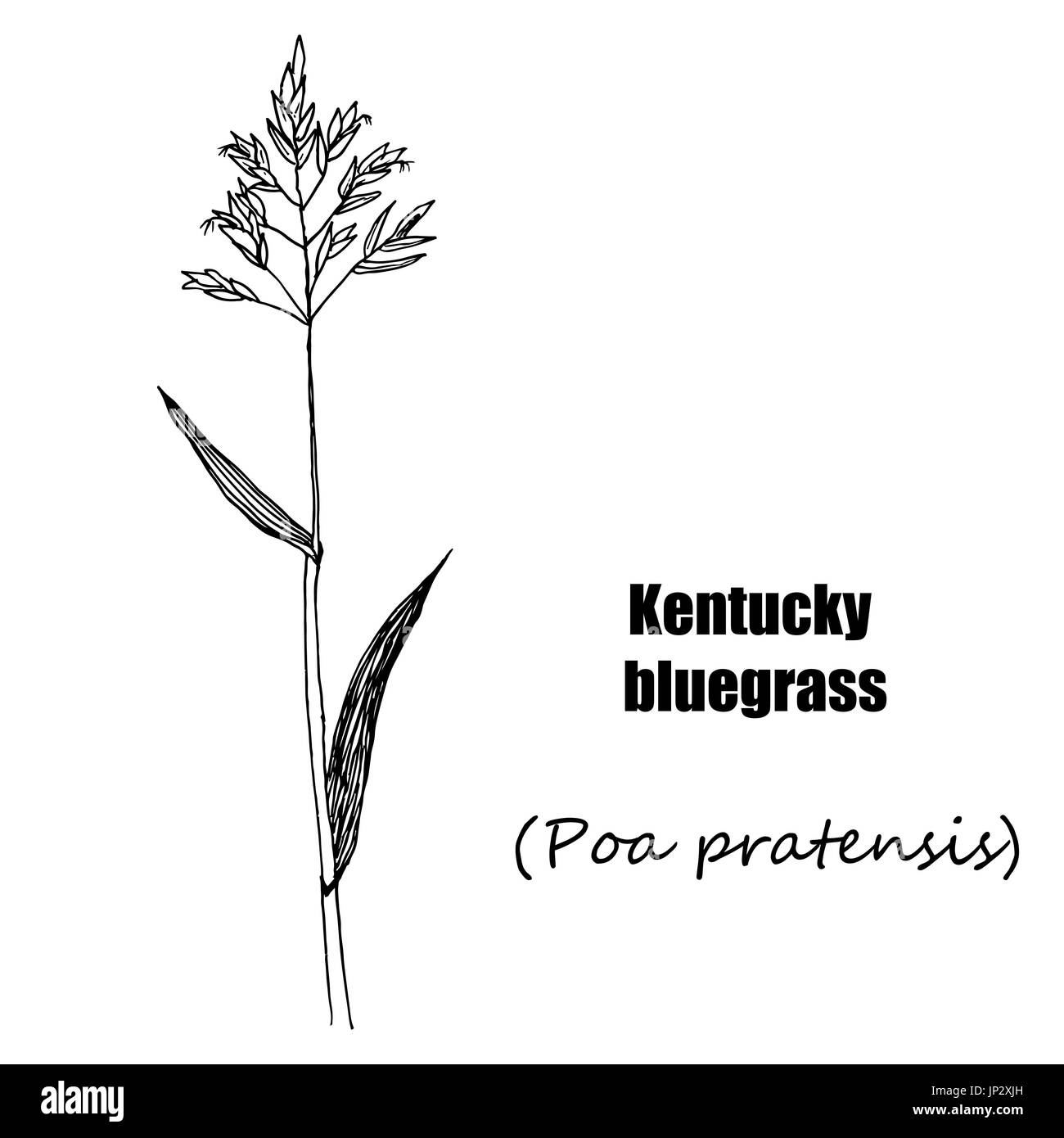 Kentucky bluegrass. Hand drawn sketch botanical illustration. Medical herbs Stock Vector