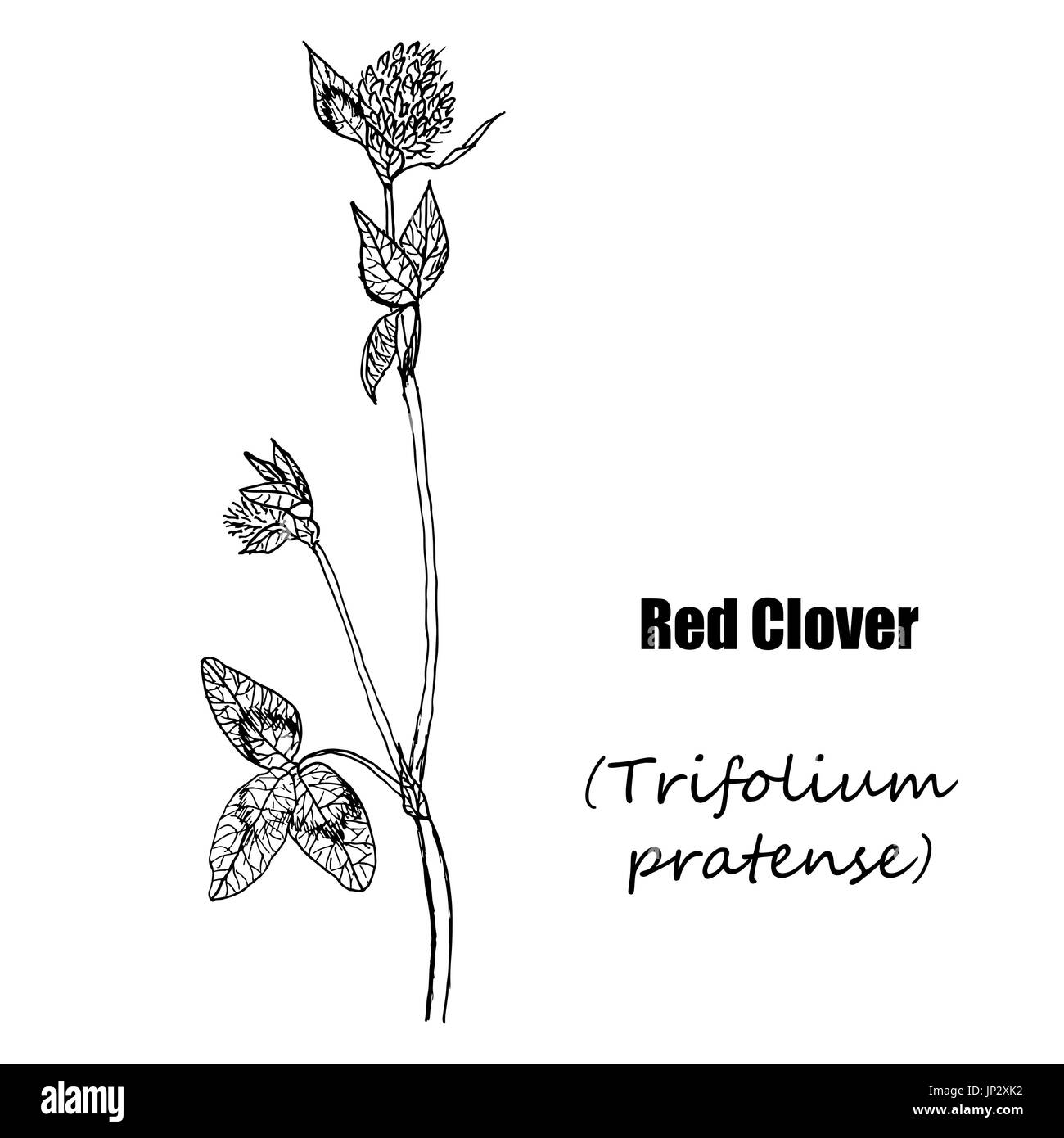 Red clover. Hand drawn sketch botanical illustration.  Medical herbs Stock Vector