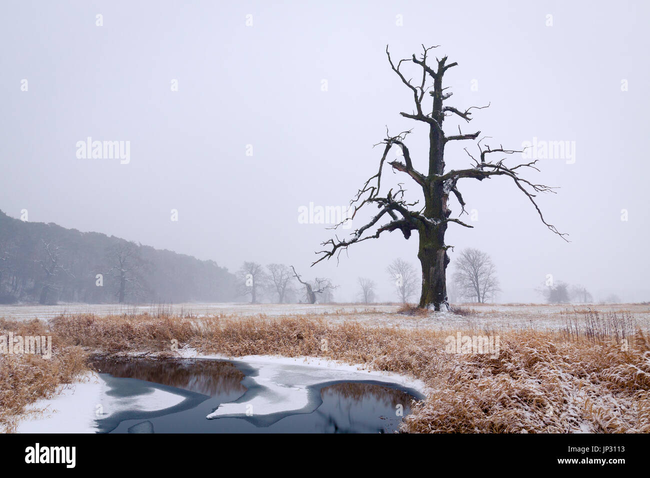 Oaks in the winter aura. Rogalin Landscape Park in Poland, Wielkopolska. Stock Photo