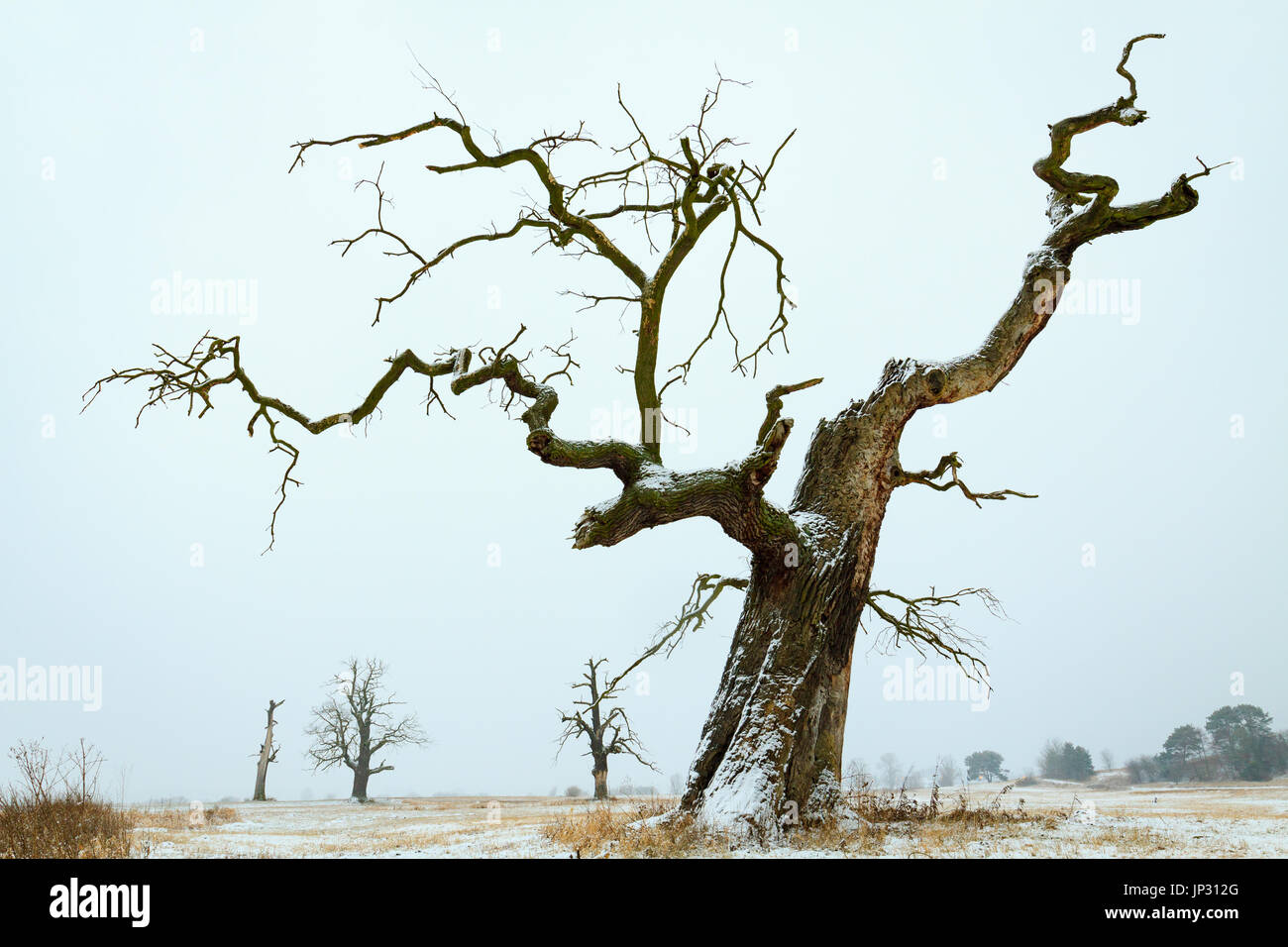Oaks in the winter aura. Rogalin Landscape Park in Poland, Wielkopolska. Stock Photo