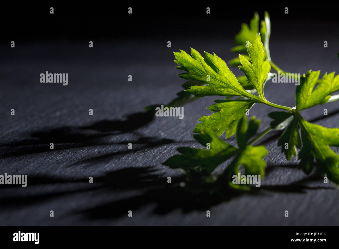 Fresh green parsley leaf isolated on black background Stock Photo - Alamy