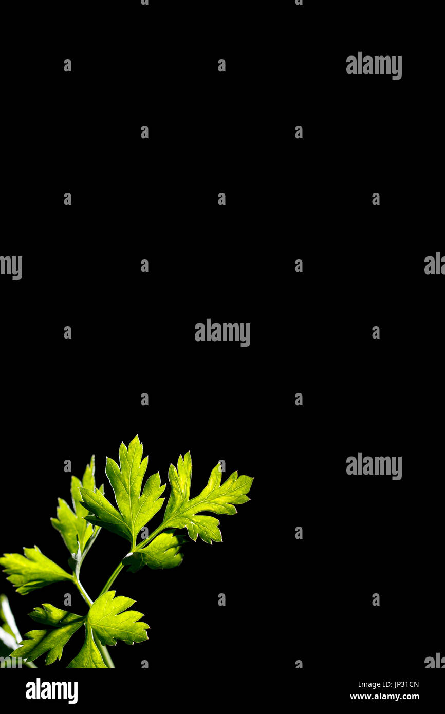 Fresh green parsley leaf isolated on black background Stock Photo - Alamy