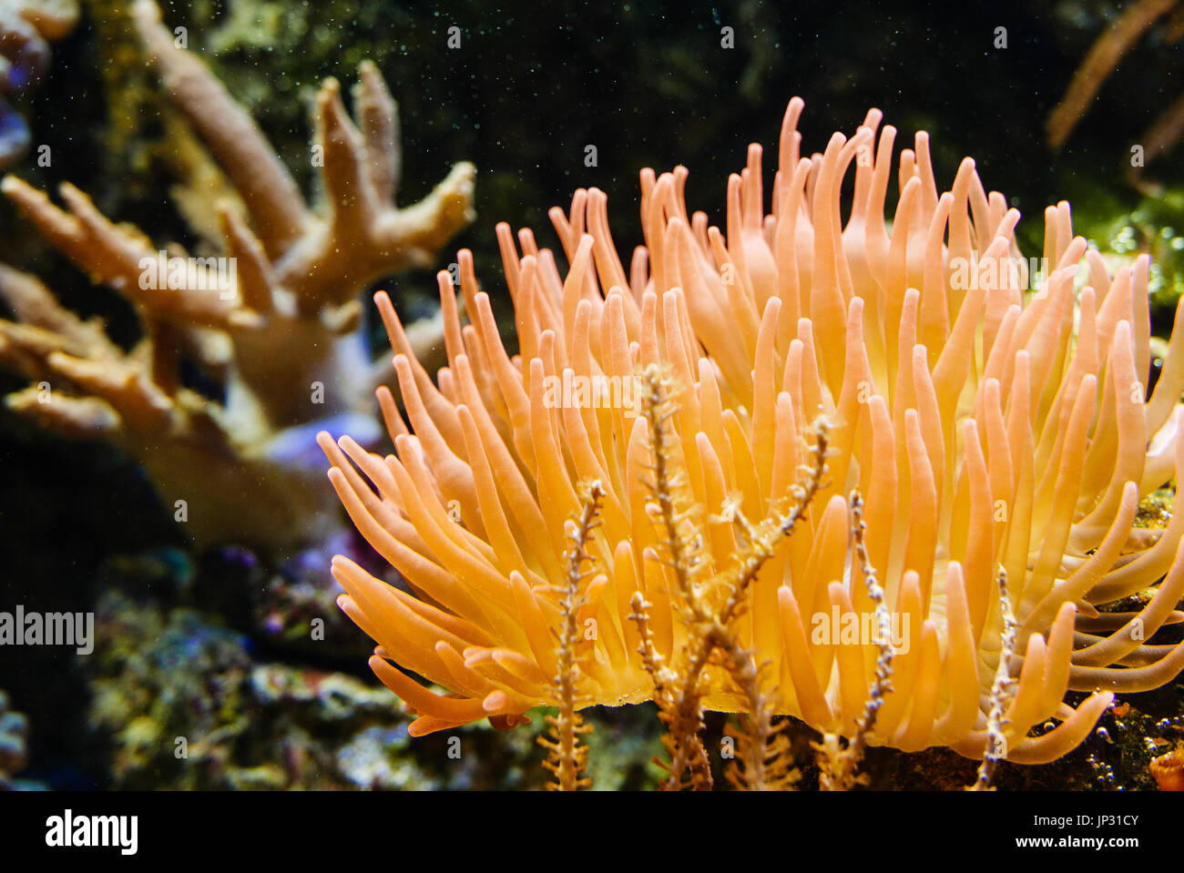 Orange anemone in aquarium with salt water. Stock Photo
