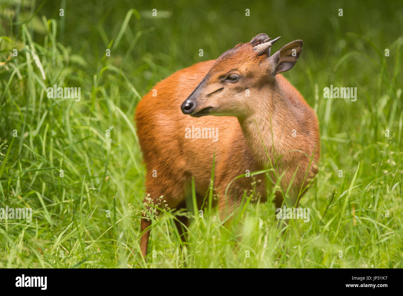 Red Forest Duiker in a grassy field Stock Photo
