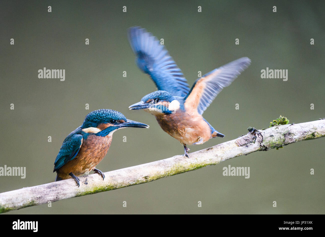 Two young Kingfishers perched on a branch, newly fledged Stock Photo