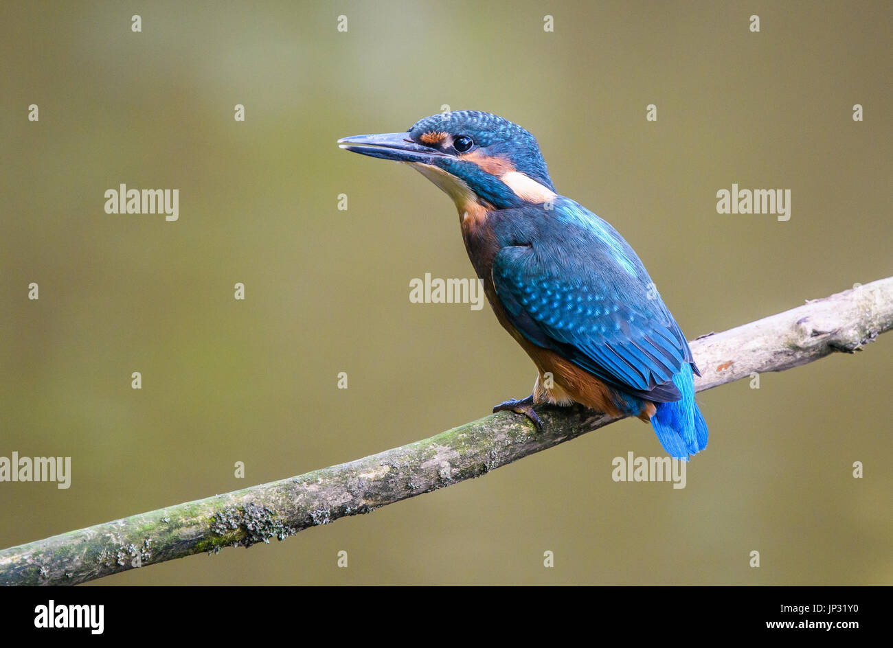Young Kingfishers Hi res Stock Photography And Images Alamy young-kingfishers-hi-res-stock-photography-and-images-alamy