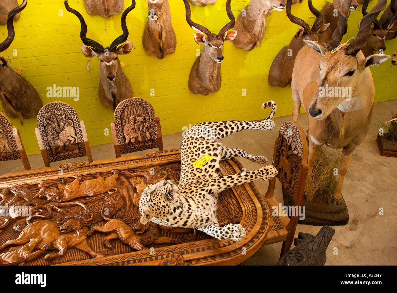 Stuffed african animals at Trophaendienste Taxidermy, Windhoek, Namibia