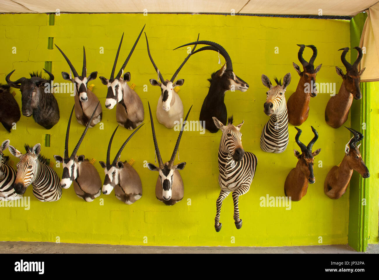 Stuffed african animals at Trophaendienste Taxidermy, Windhoek, Namibia