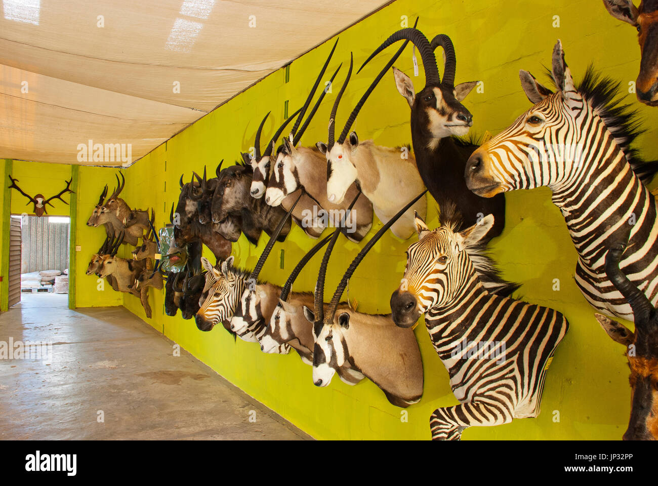 Stuffed african animals on display at Trophaendienste Taxidermy, Windhoek, Namibia Stock Photo - Alamy Stuffed african animals on display at Trophaendienste Taxidermy, Windhoek, Namibia Stock Photo - Alamy