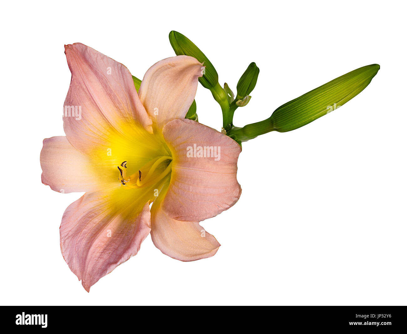 Lilly flower on white background Stock Photo