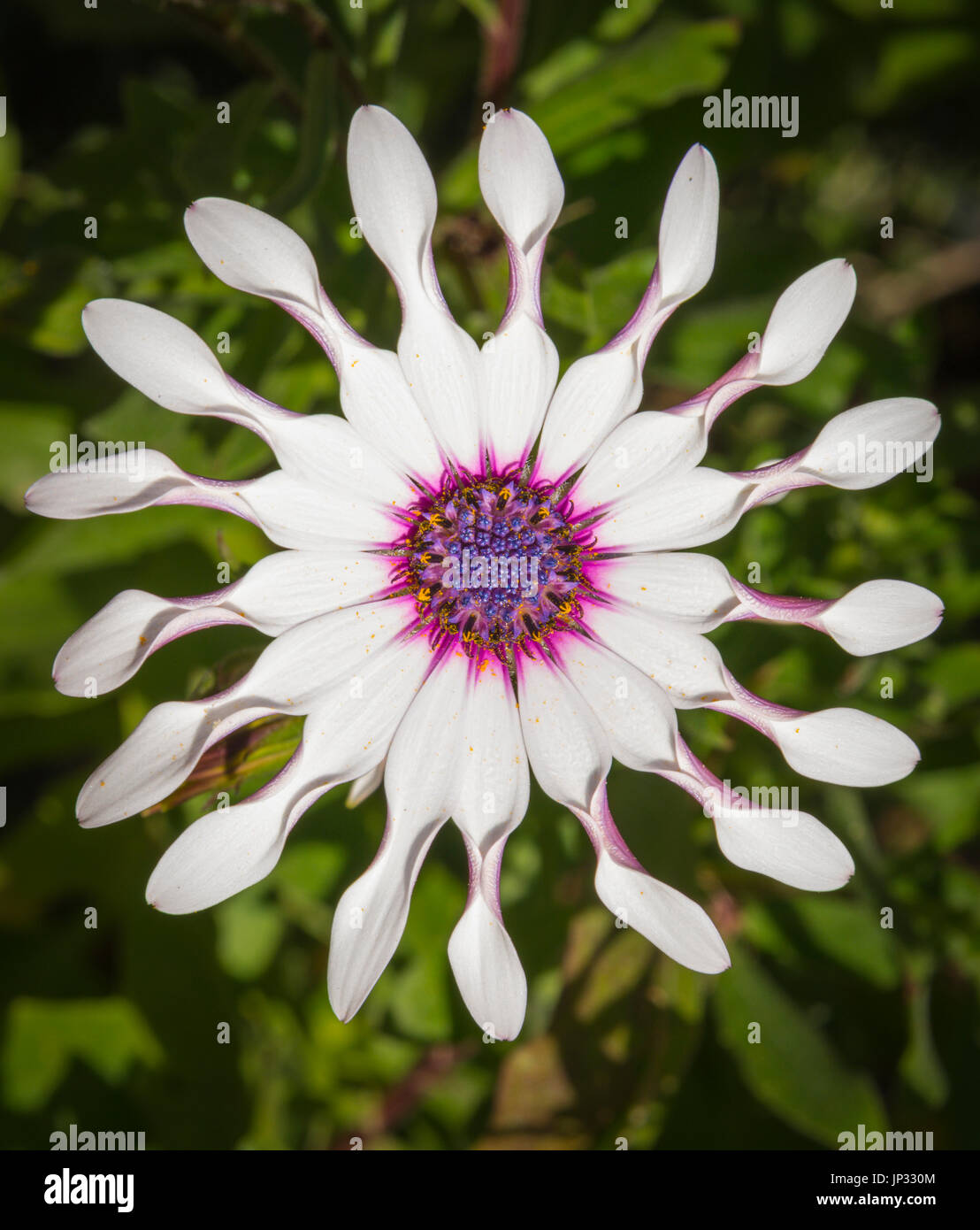 Osteospermum fruticosum, also called shrubby daisybush or trailing African daisy is a flowering plant native to South Africa Stock Photo