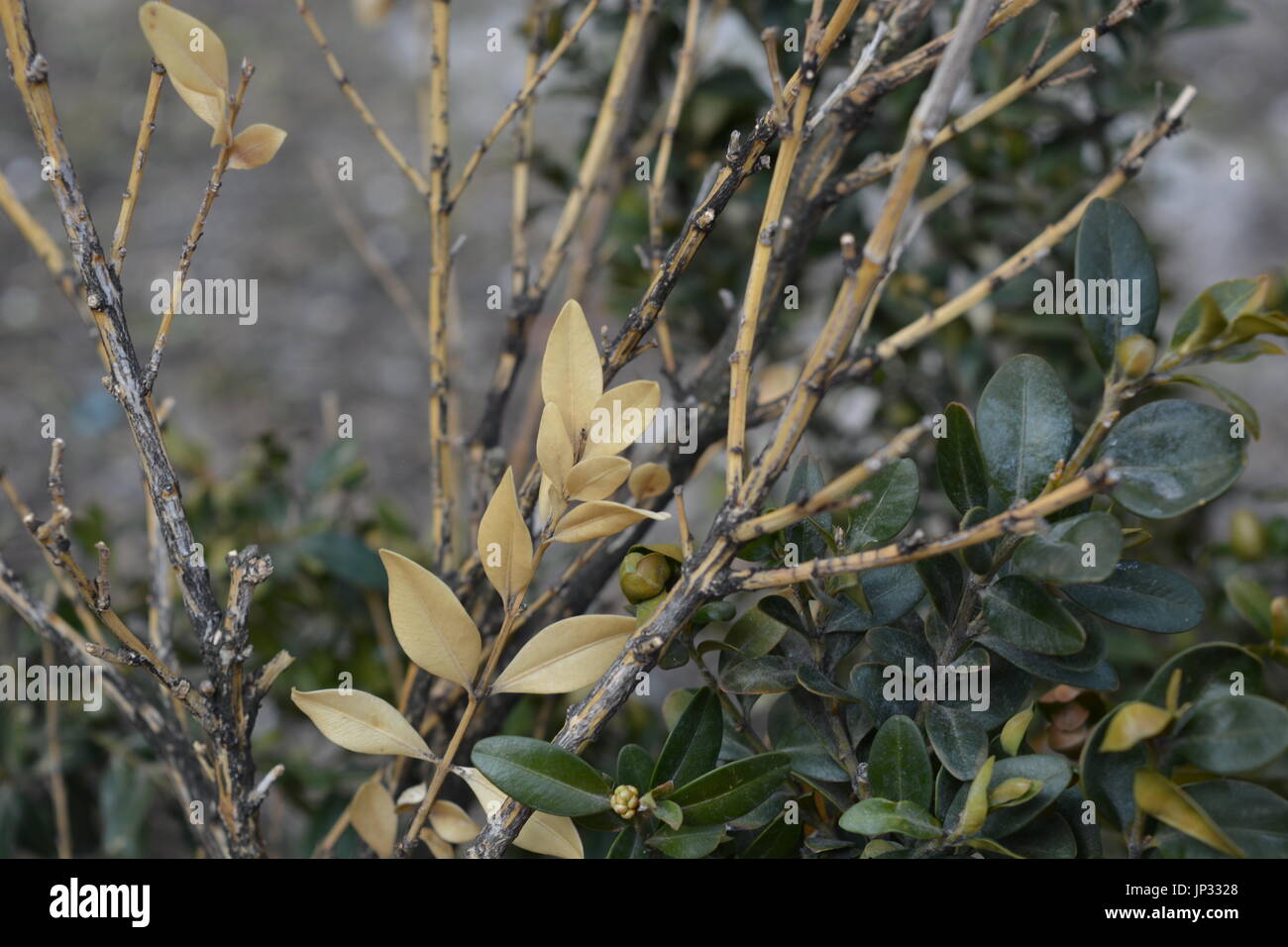 Boxwood green and yellow leaves Stock Photo Alamy