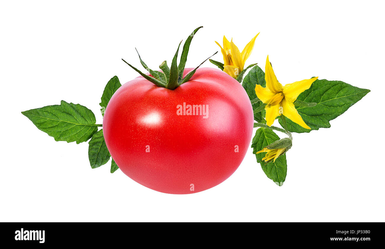 tomato isolated on white background Stock Photo - Alamy