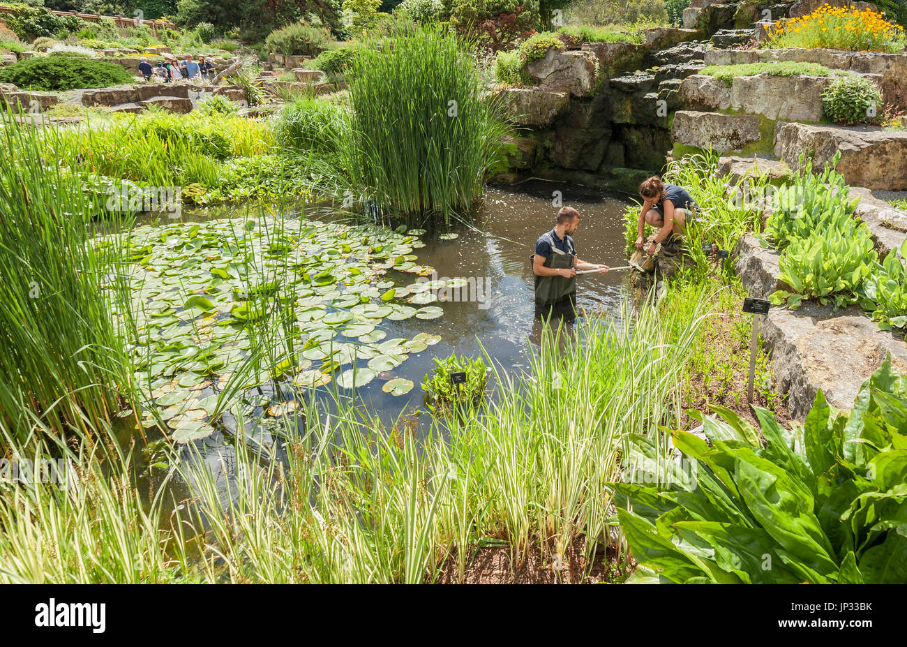 Kew gardens, workers maintaining a pond in the rock garden area. Stock Photo