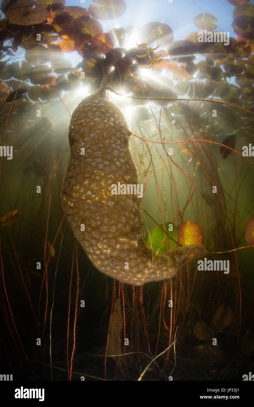 Light beams through lily pads onto a freshwater bryozoan colony in a Cape Cod lake. Stock Photo