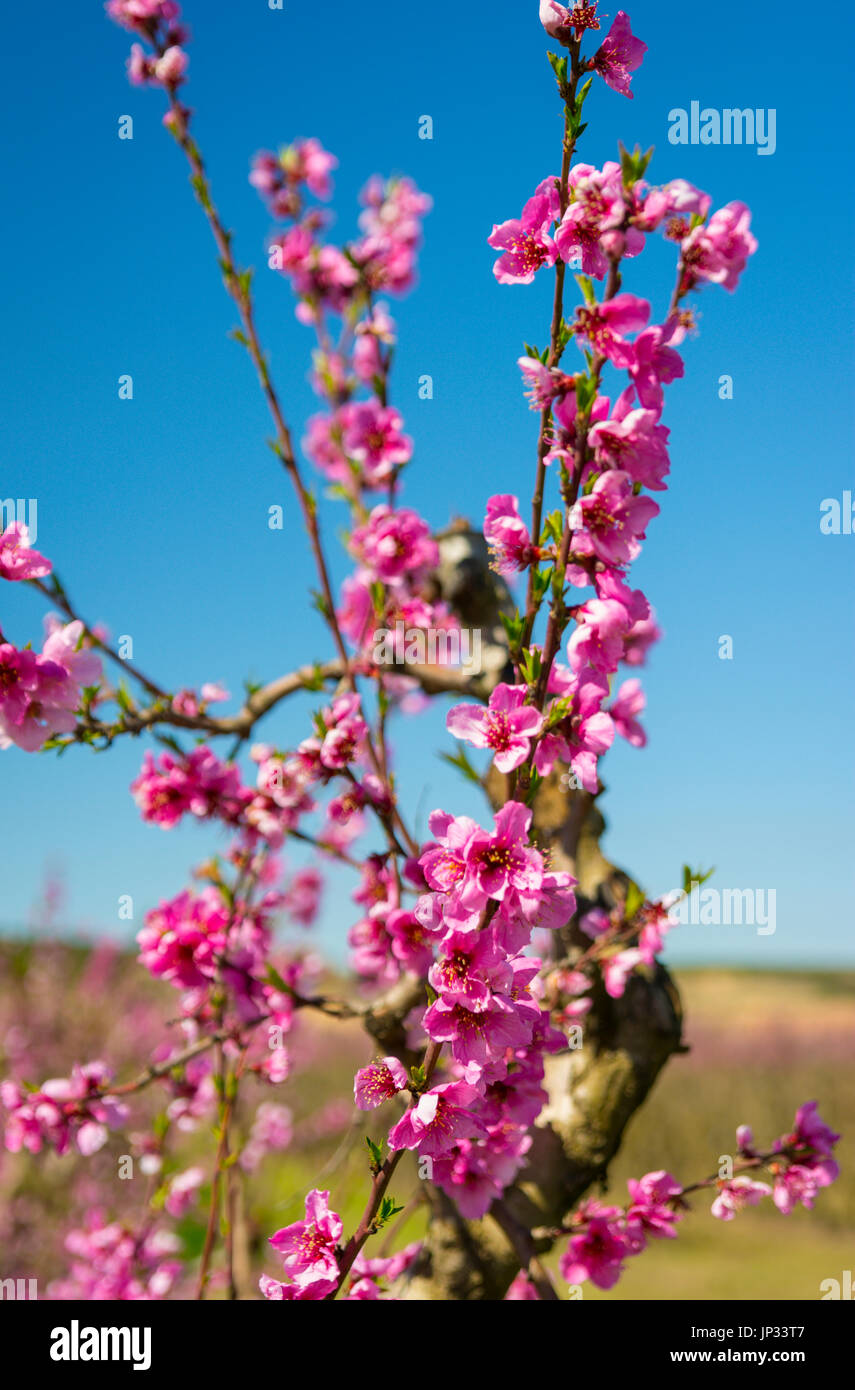 Blossoming peach tree in spring Stock Photo - Alamy