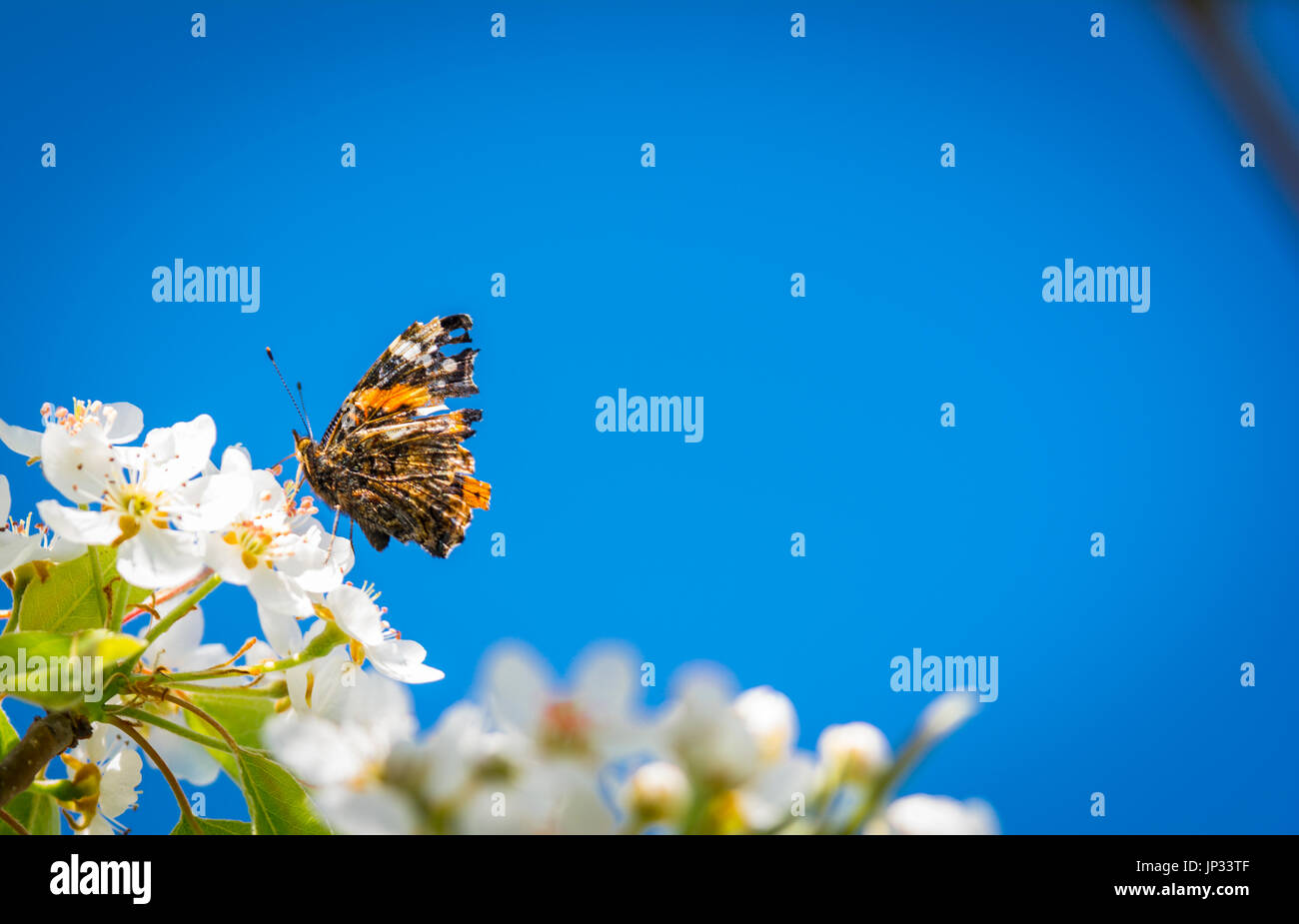 Abstract nature butterfly hi-res stock photography and images - Alamy