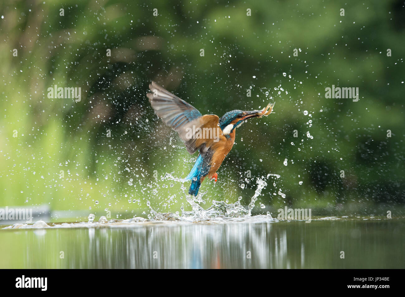 Kingfisher in flight with a fish... Stock Photo