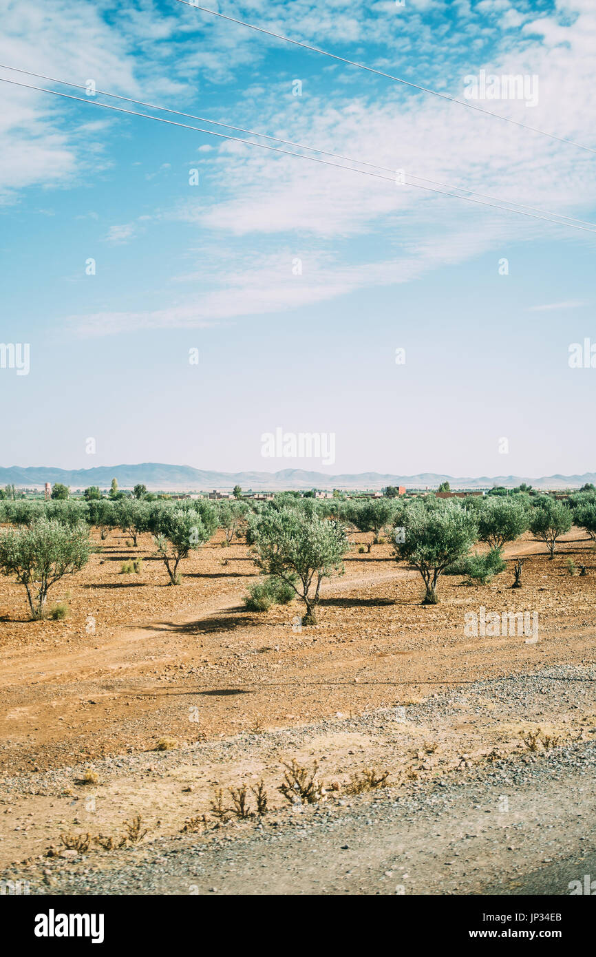 Olive trees in a field during the summer in Morocco. Stock Photo