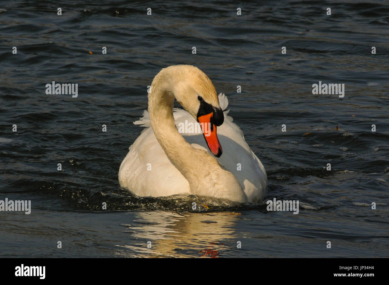 Mute Swan swiming on a lake Stock Photo