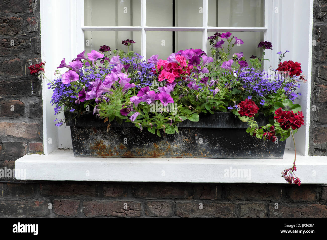 Window box with pink mauve purple pelargonium, lobelia, geranium plants  at house in Colebrooke Row Islington North London N1 England UK KATHY DEWITT Stock Photo