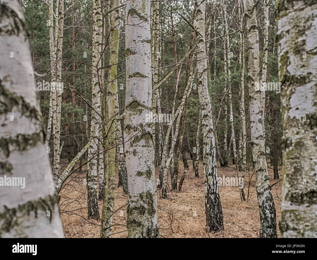 Birch copse in Polish forest in spring Stock Photo - Alamy