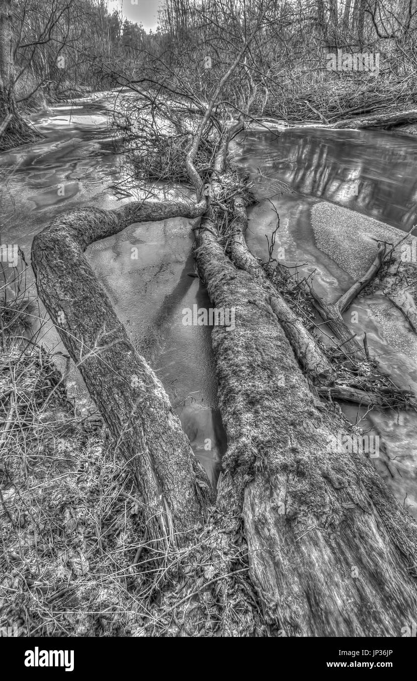 Dropped trees in the valley of the frozen Swider River Stock Photo