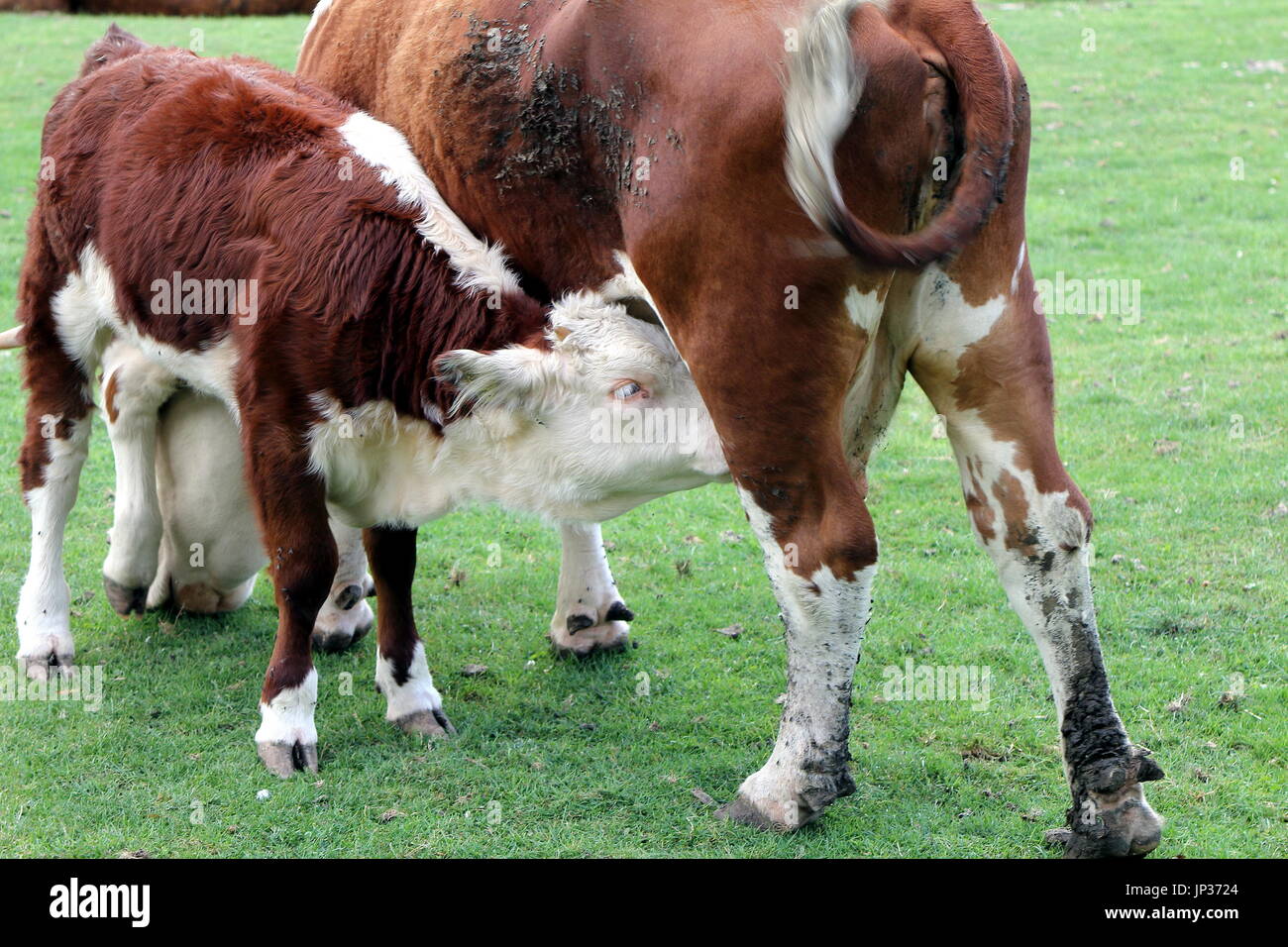 Hereford calf (Bos taurus) suckling its mother cow Stock Photo - Alamy