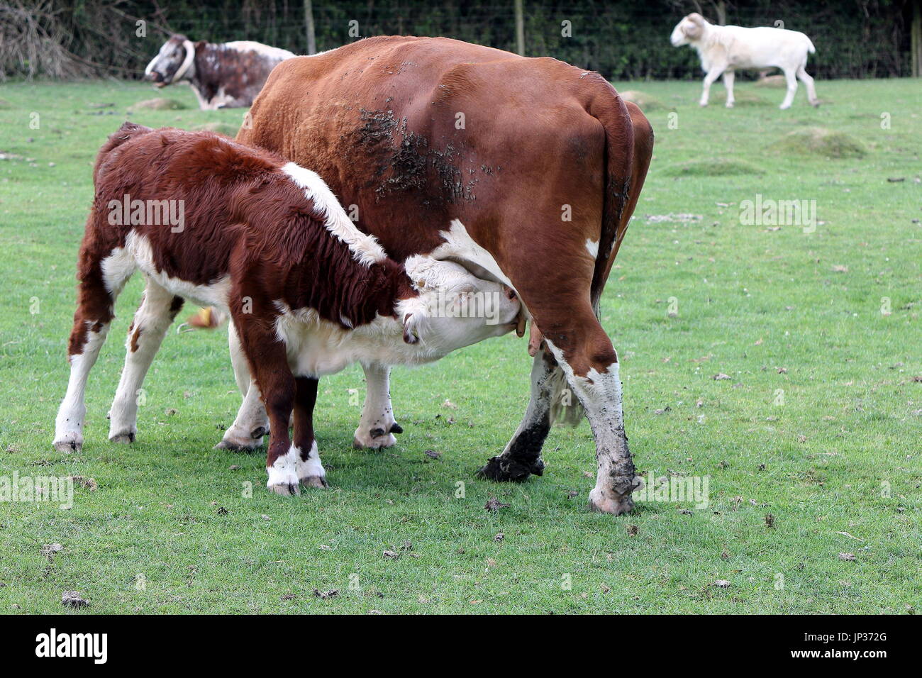 Hereford calf (Bos taurus) suckling its mother cow Stock Photo - Alamy