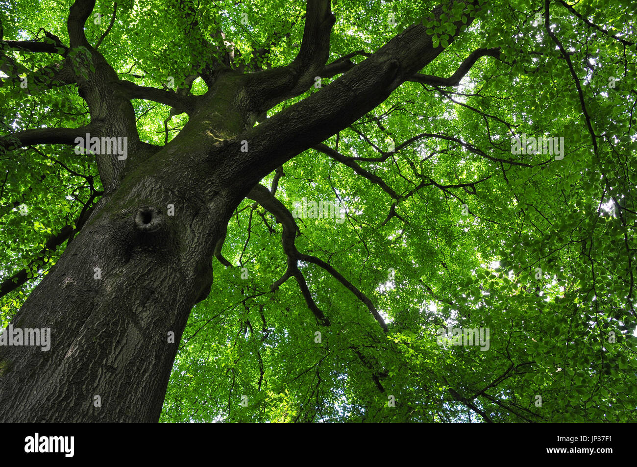Tree large canopy hires stock photography and images Alamy
