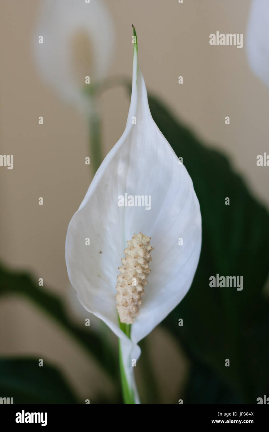 white peace lily flower plant Stock Photo Alamy