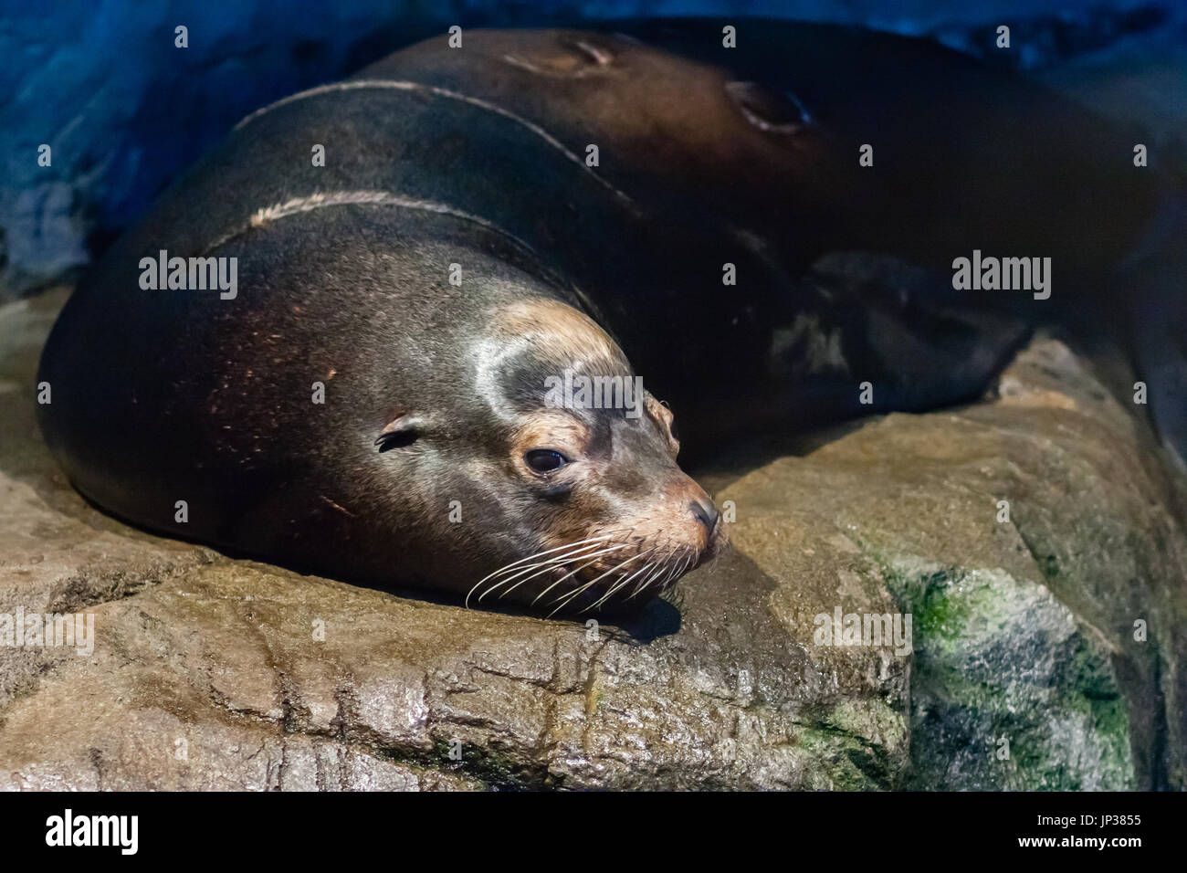 sea lion resting on rock Stock Photo