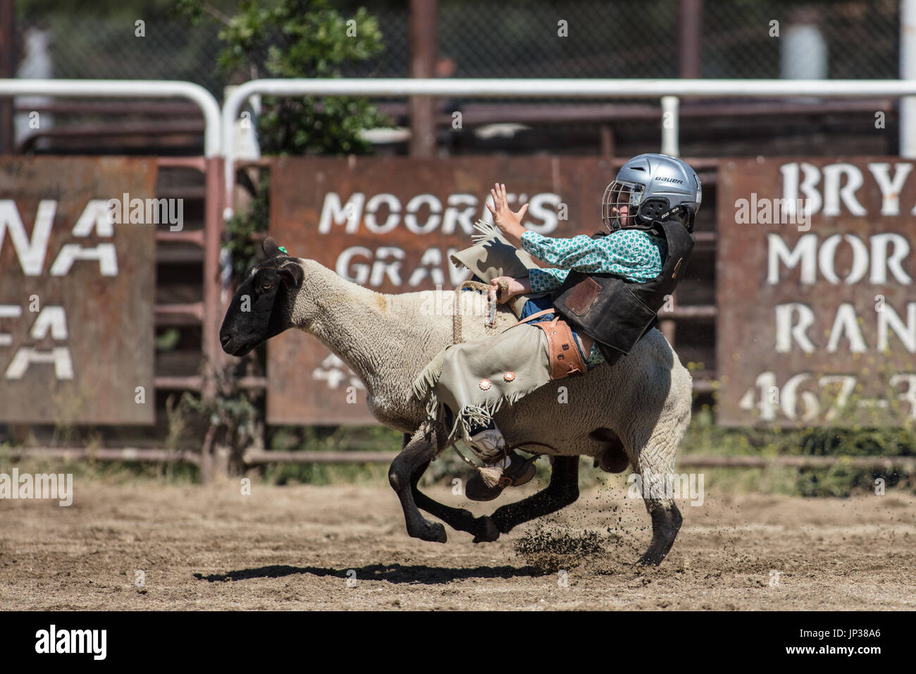 California rodeo sheep hi-res stock photography and images - Alamy