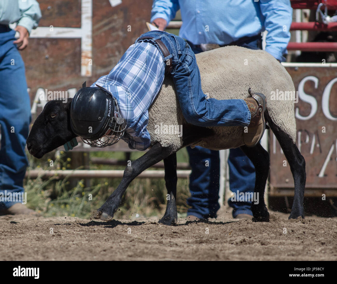 California rodeo sheep hi-res stock photography and images - Alamy
