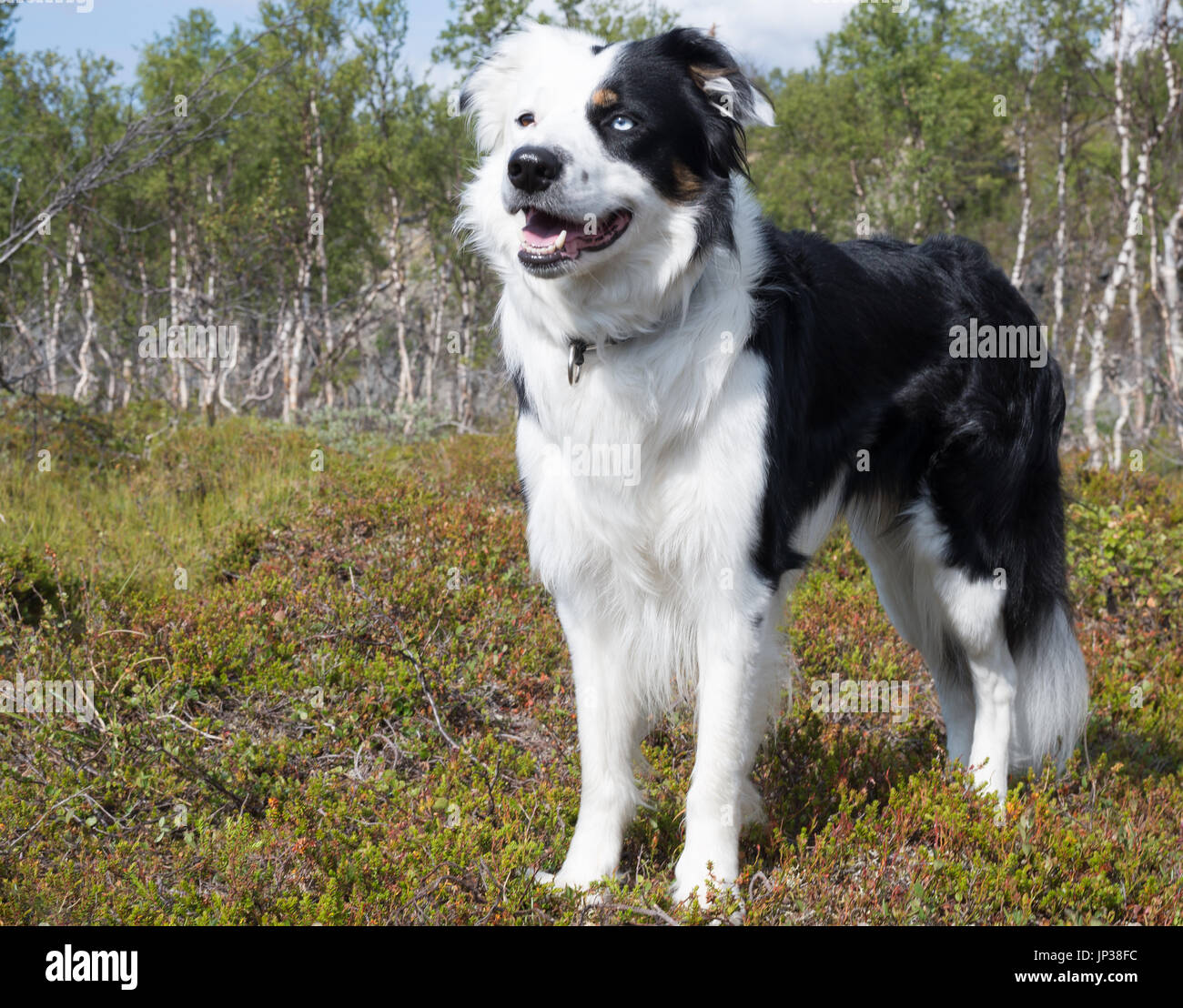 are white collies normal