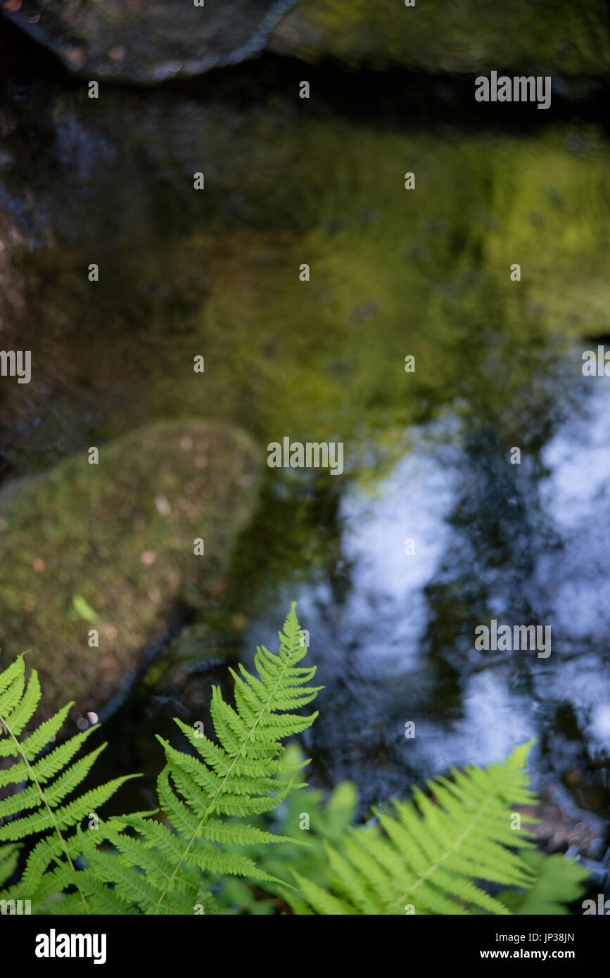 ferns over a forest river with rocks and stream Stock Photo