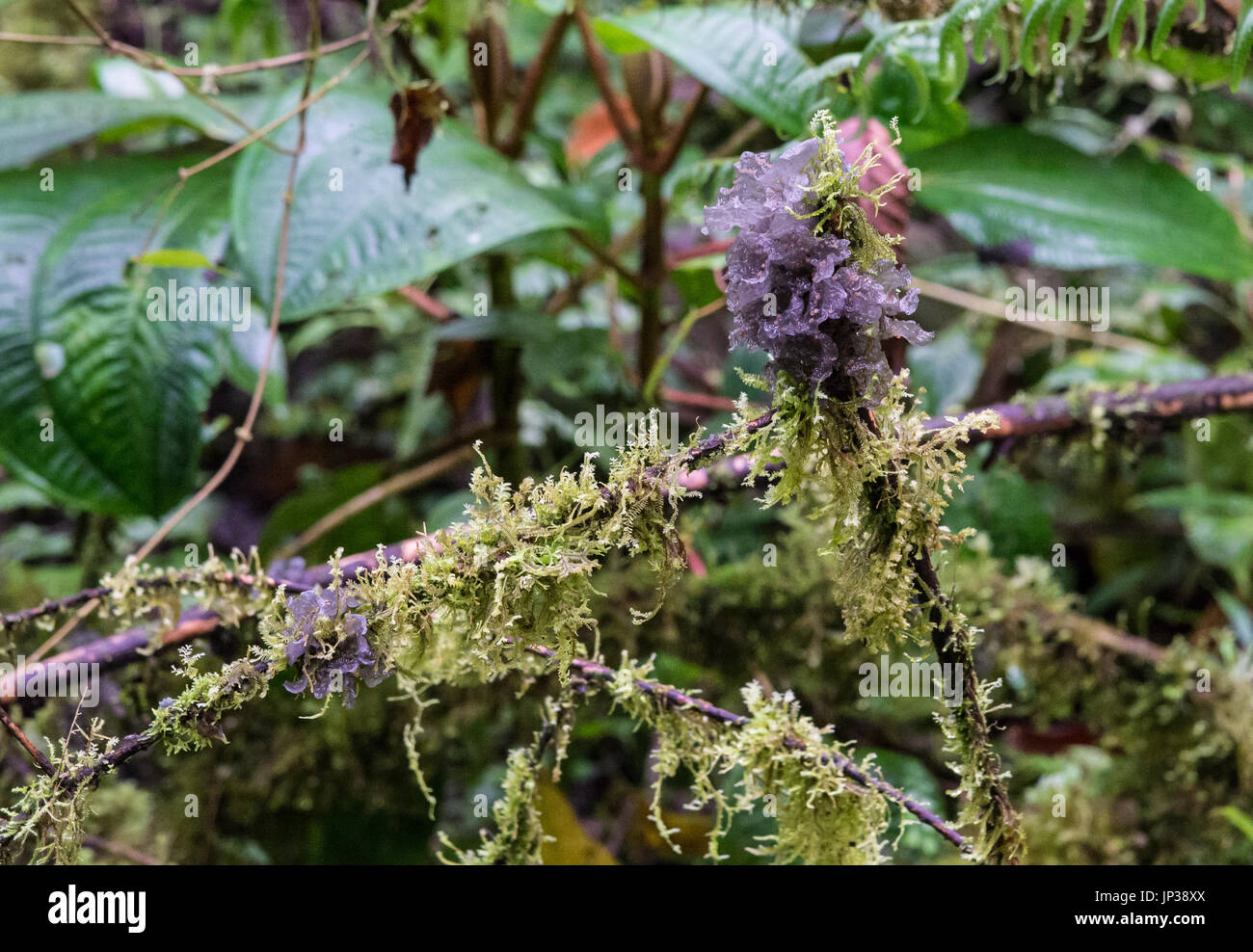 Strange translucent purple fungi growing on moss covered tree branch in the forest of Andes Mountains. Colombia, South America Stock Photo