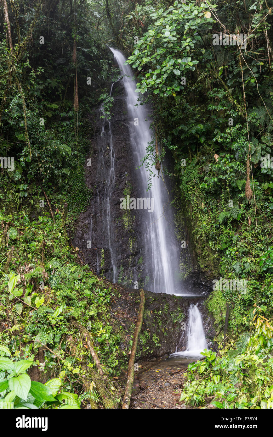 Waterfall in the lush green cloud-forest of western Andes Mountains. Colombia, South America Stock Photo