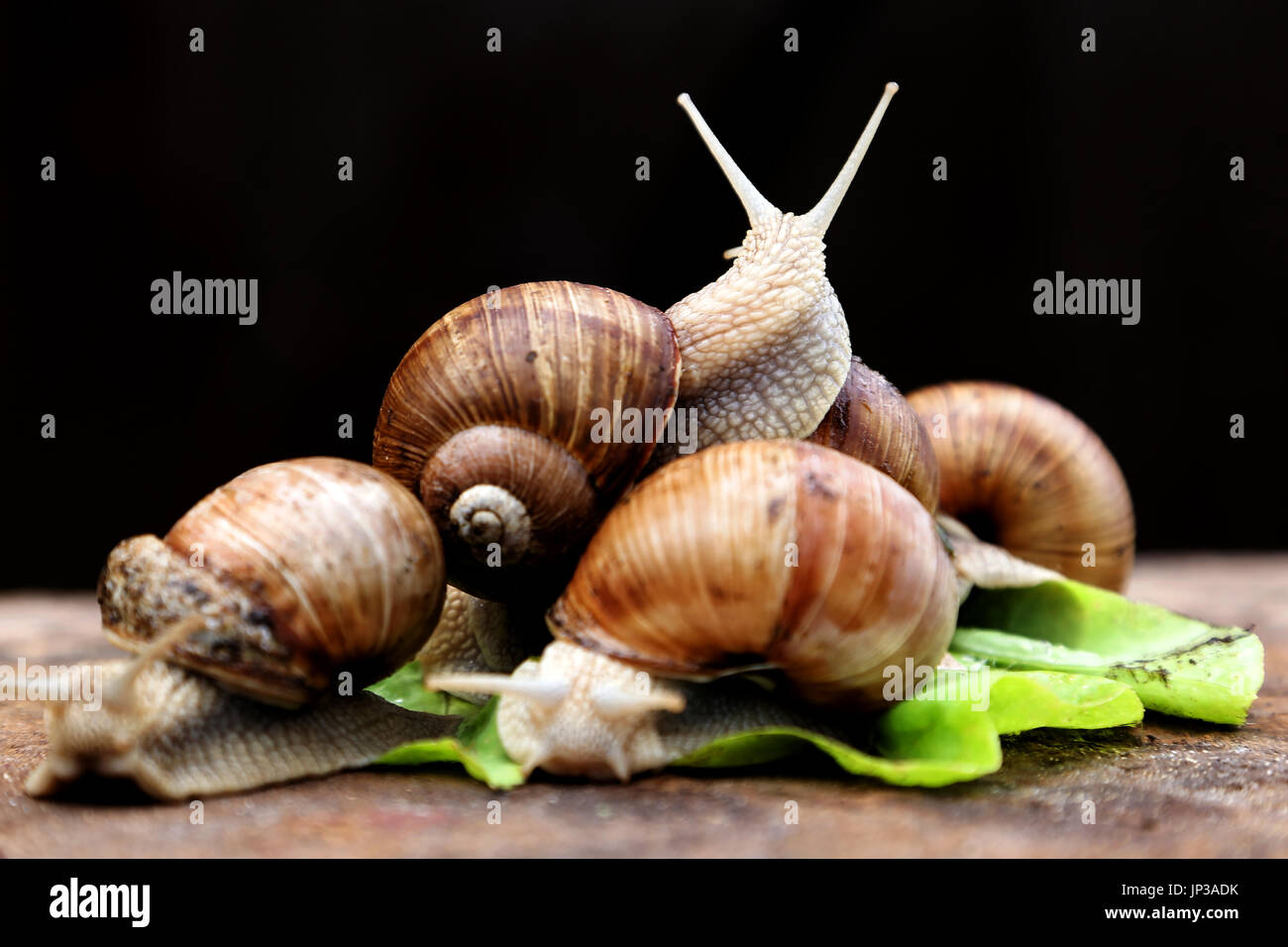 Snails in the garden on the wooden background. The snail stuck out its