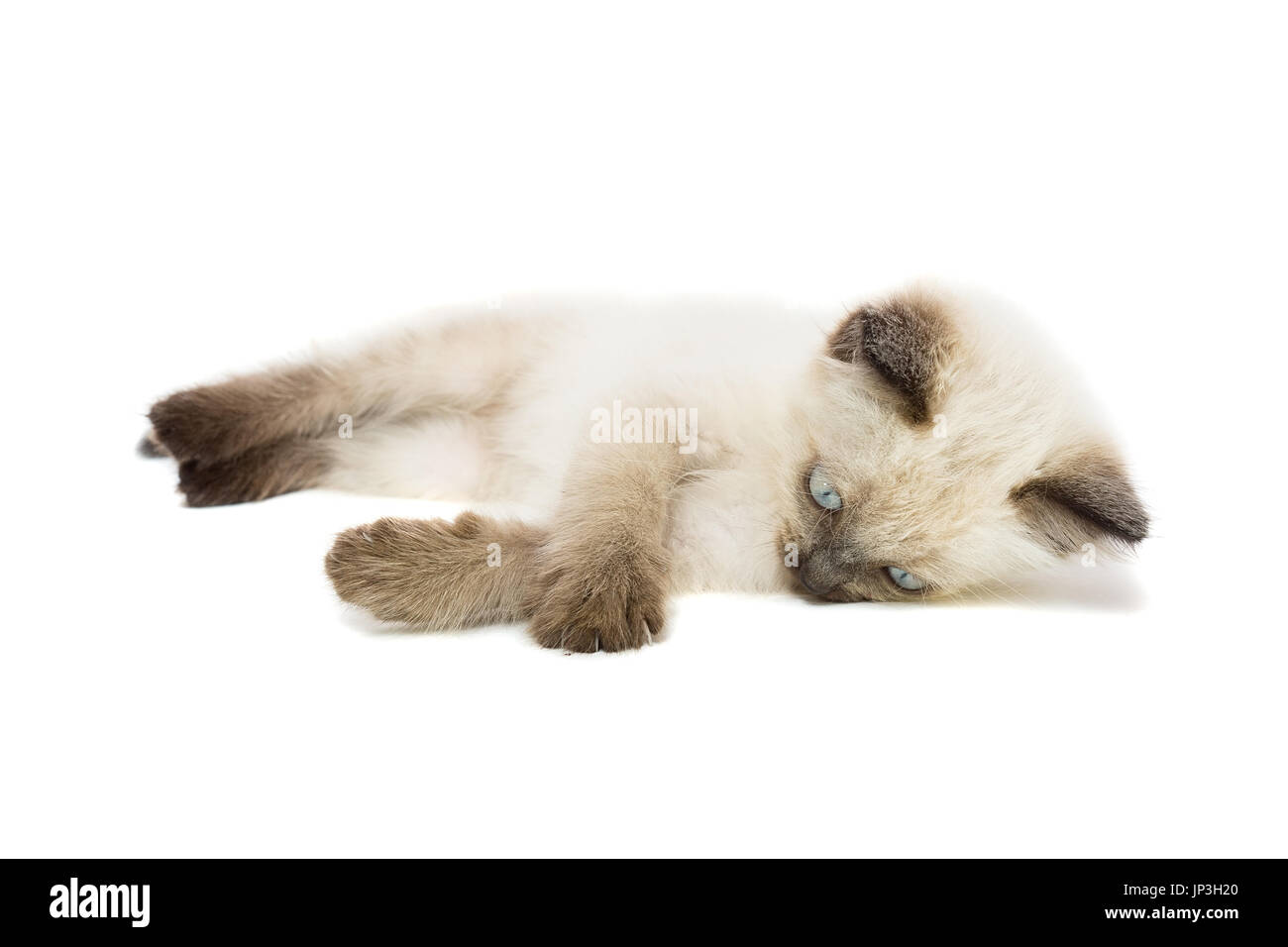 Kitten on white background, kitten plays, summer, Siamese cat Stock Photo