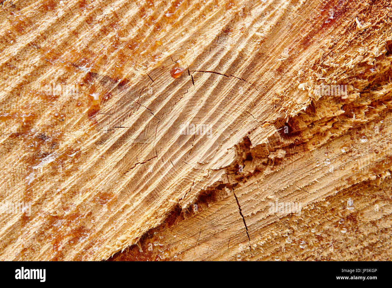 Timber cutting textured detail with resin drops. Wood background. Horizontal Stock Photo Alamy
