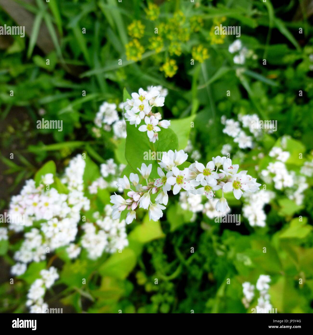 Buckwheat blossom. Macro photo of flower buckwheat with selective focus. Natural background. Vegetable garden plants. Natural products. Stock Photo