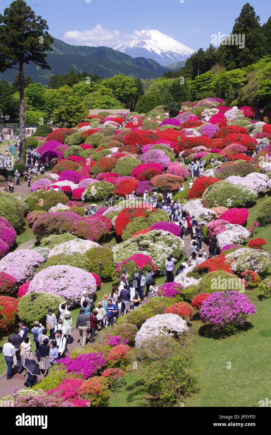 YOKOHAMA, Japan - Azaleas are now at their peak, shown against a ...