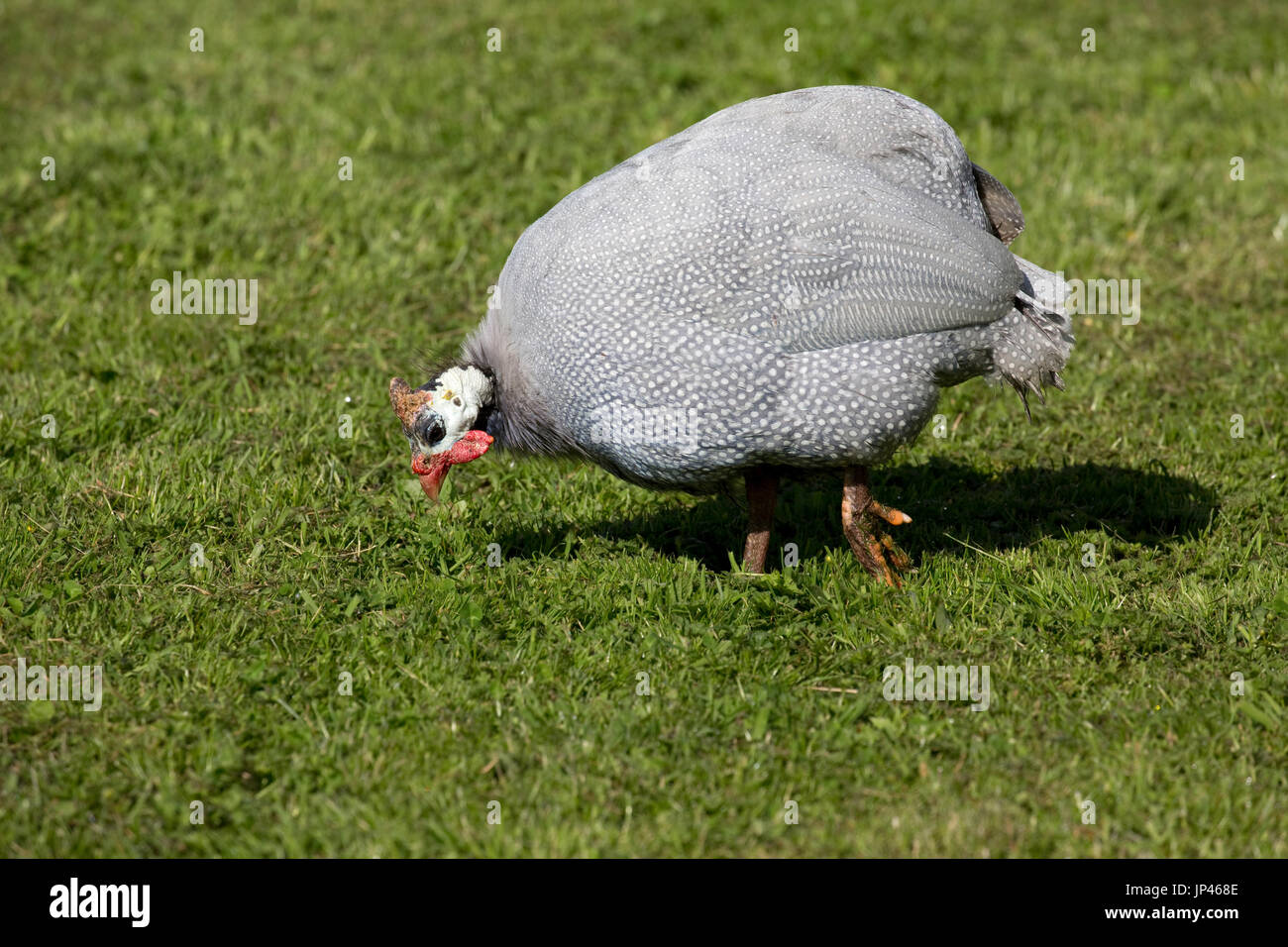 Domestic Guineafowl Stock Photos Domestic Guineafowl Stock Images