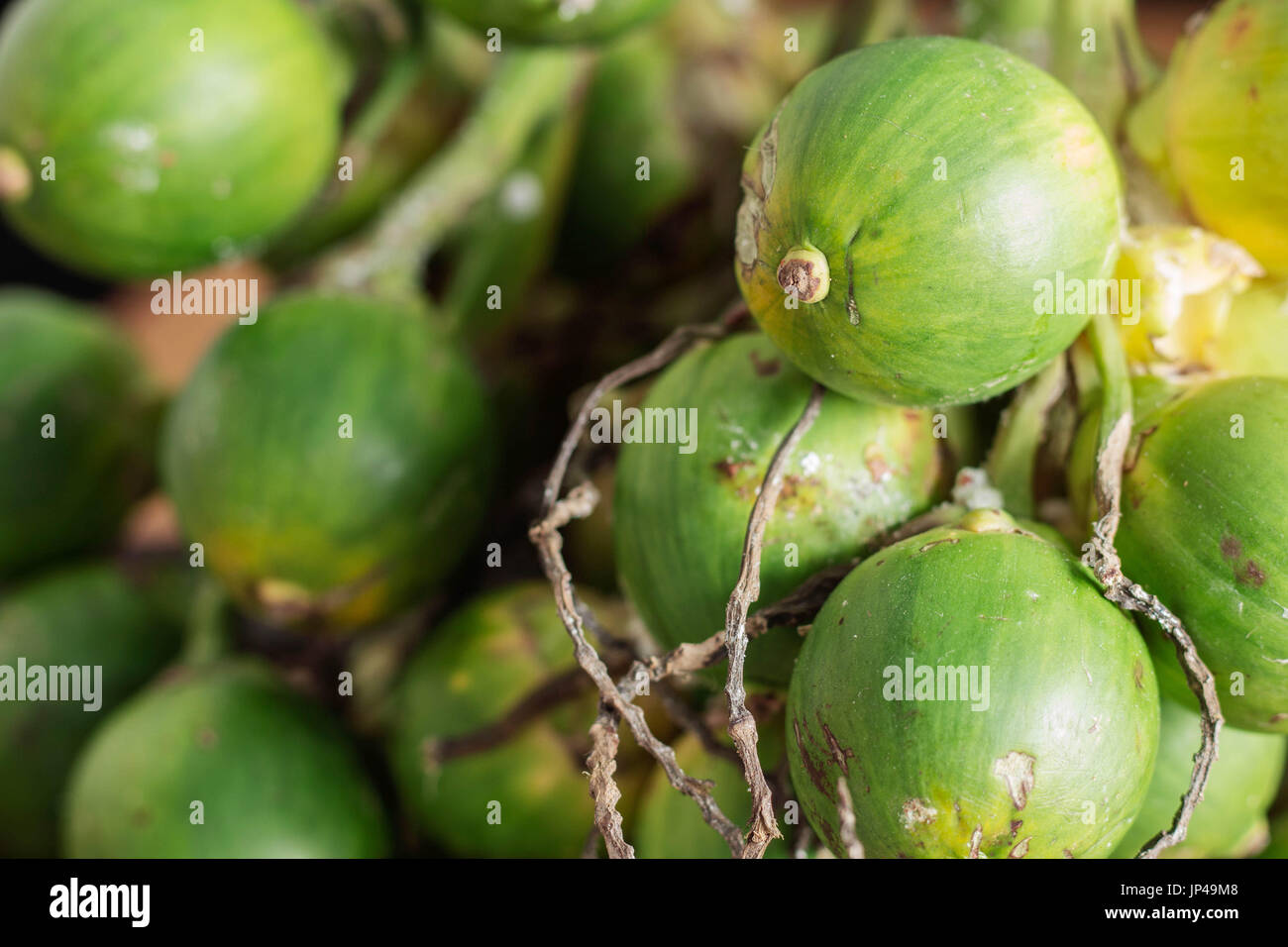 betel nut fruit with green background Stock Photo Alamy