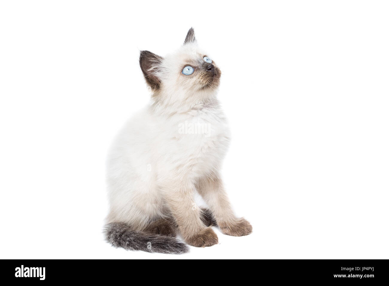 Kitten on white background, kitten plays, summer, Siamese cat Stock Photo