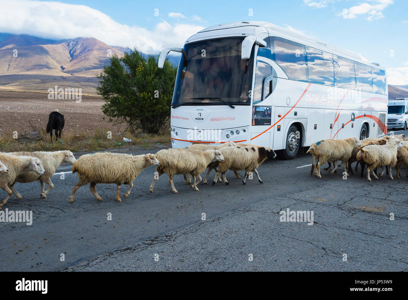 Sheep herd walking around a bus, Tavush Province, Armenia Stock Photo