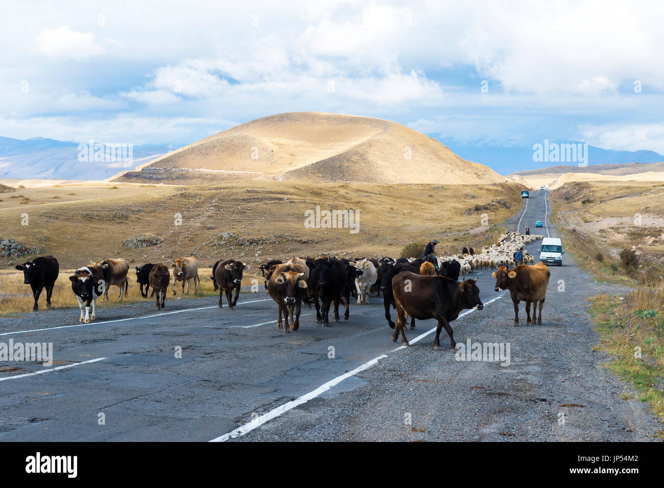 Shephard conducting a group of cows and sheep down a road, Tavush Province, Armenia Stock Photo