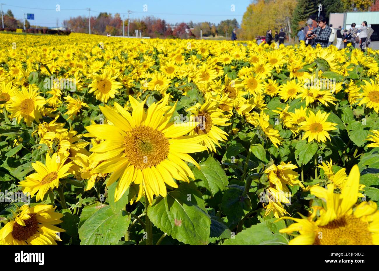 KUSHIRO, Japan Around 30,000 sunflowers are seen in full bloom out of season in the town of